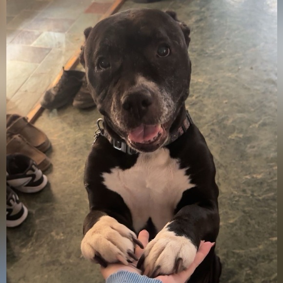 In Memory of Athena Bean - Picture 3 of 12